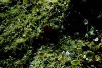 A8-Tritz-macroalgae.jpg