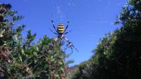 argiope_bruennichi_photo_nolwenn_fichou.jpg