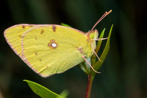 Papillon ©Titouan Roguet