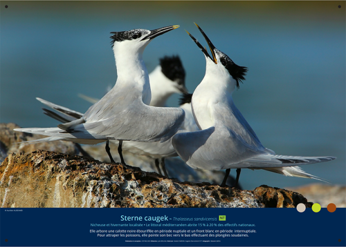 Photo de deux sternes caugek