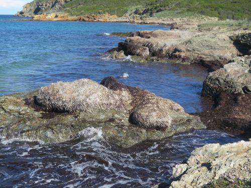 banquette_on_rocks_photo_c_f._boudouresque.jpg