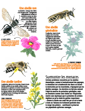 abeilles.png