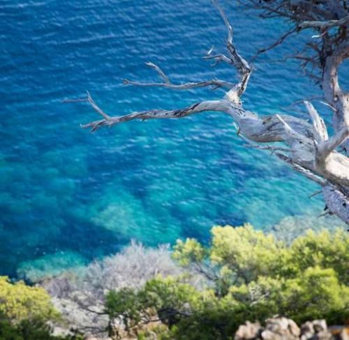 du-7-juillet-au-5-septembre-2017-les-guides-de-la-marque-esprit-parc-national-organisent-des-visites-sur-port-cros-et-porquerolles_format_512x500.jpg