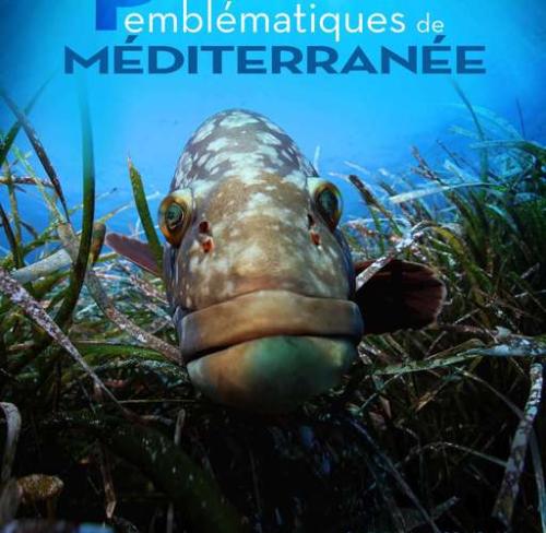 exposition-poissons-emblematiques-de-mediterranee_format_512x500.jpg