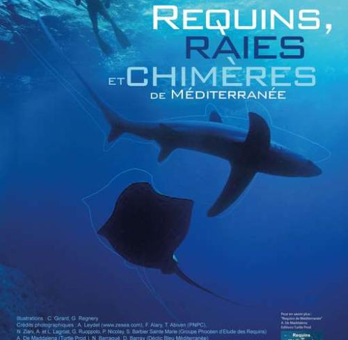 exposition-requins-raies-et-chimeres-de-mediterranee_format_512x500.jpg