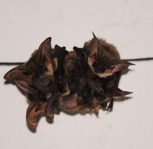 les-chauves-souris_format_512x500.jpg