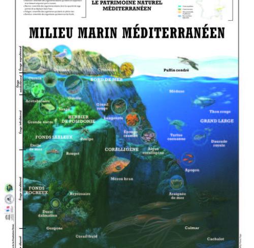 milieu-marin-mediterraneen_format_512x500.jpg