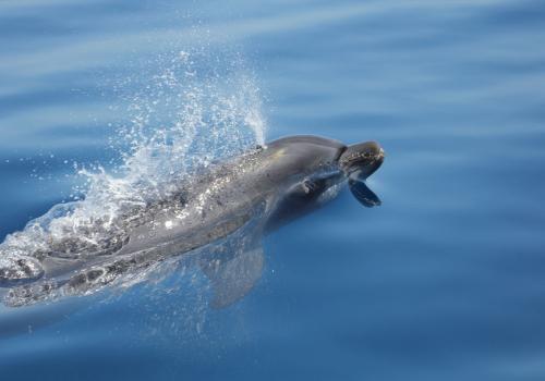 A la rencontre des dauphins et mammifère - A la rencontre des dauphins et mammifère