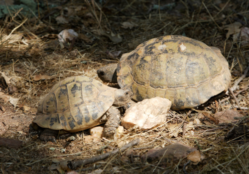 Point rencontre : les reptiles du Cap Lardier