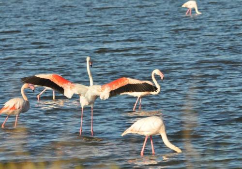 observation des oiseaux aux salins - observation des oiseaux aux salins