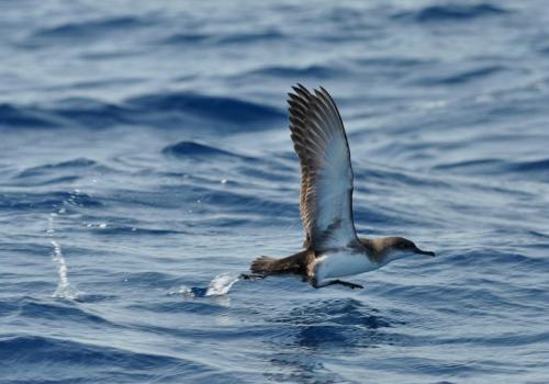 Puffin yelkouan au décollage - PNPC_005728