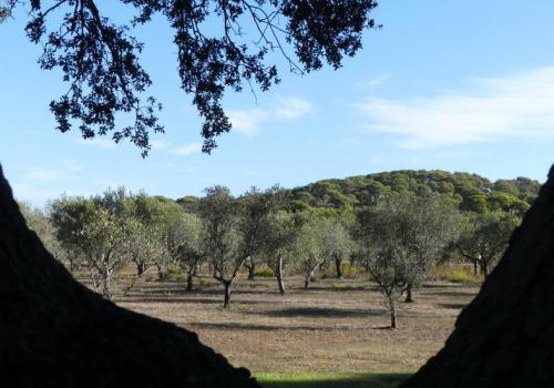 Vue sur l'oliveraie - Vue sur l'oliveraie