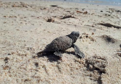 Point Rencontre : Les Tortues marines_Hyères - Tortillon se dirigeant vers la mer