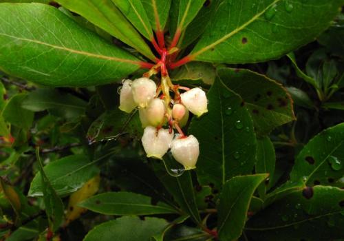 Fleurs d'arbousier - Fleurs d'arbousier