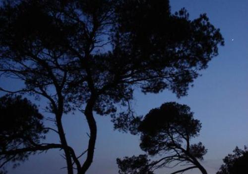 Point rencontre : Balade nocturne (Porquerolles)_Hyères - Pins au clair de lune