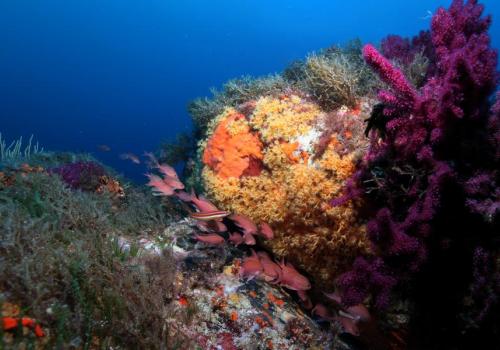 À l'assaut du Pradeau !_Hyères - Anthias dans le coralligène