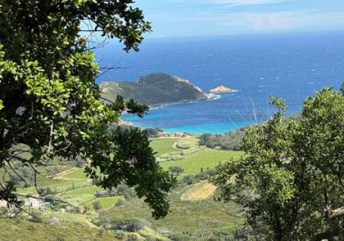 Point rencontre : Flore et végétation du Cap Lardier_La Croix-Valmer