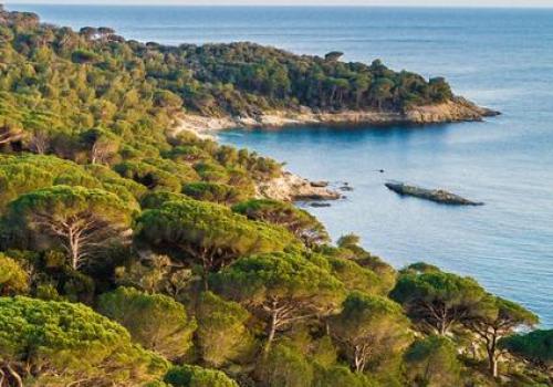 Point rencontre avec un garde du littoral : Flore et végétation du Cap Lardier_La Croix-Valmer