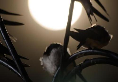 Point rencontre : Ecoute nocturne_La Croix-Valmer
