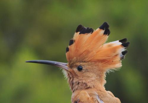 Point rencontre : Initiation à l’ornithologie (Porquerolles)_Hyères - Huppe Fasciée