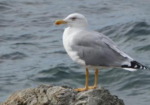 Point rencontre avec un garde du littoral : La faune du Cap Lardier, protection et protocoles de suivi_La Croix-Valmer