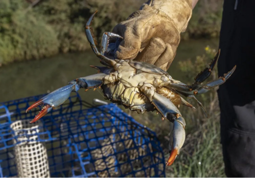 Sortie naturaliste : le crabe bleu, espèce exotique envahissante - Journée mondiale de l'environnement de l'ONU_Hyères