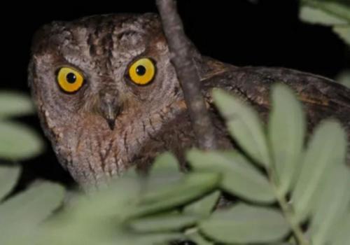 À la rencontre des hiboux petit-ducs - Les rendez-vous biodivertissants de la Métropole_Hyères - Petit-duc