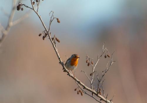 Rouge Gorge - Erithacus rubecula