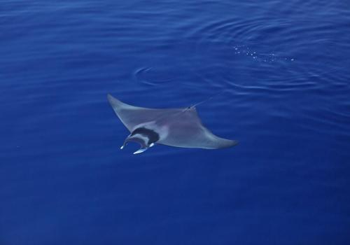 Diable de mer méditerranéen - Photo de couverture pour les jeudis du Pradeau : Raies et requins de Méditerranée