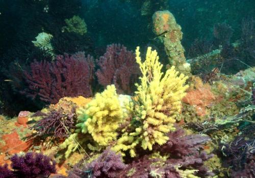 Écran nature : Sous la surface - les trésors vivants de Porquerolles_Hyères