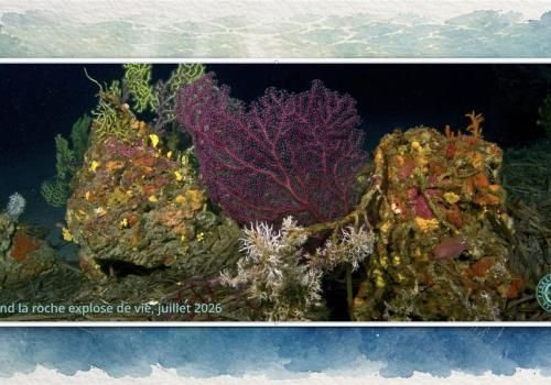 Écran nature : Sous la surface - les trésors vivants de Porquerolles_Hyères