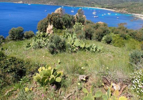 Mobilisation contre les plantes exotiques envahissantes _Ramatuelle