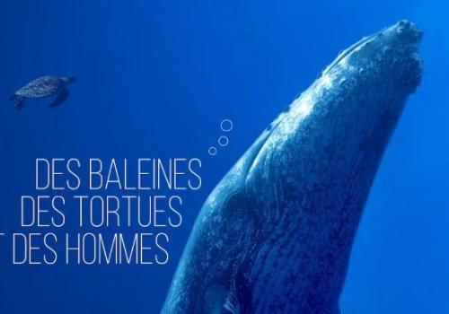 Projection “Des baleines, des tortues et des hommes”_Ramatuelle
