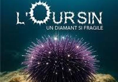 Screening of "The Sea Urchin: A Fragile Diamond"_La Garde - Projection "L'oursin, un diamant si fragile"_La Garde