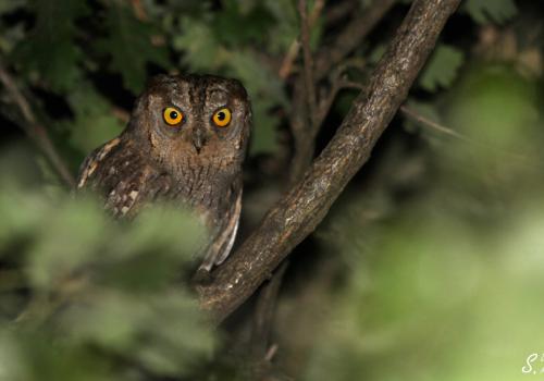 petit-duc-scops-meriotte-durand.jpg
