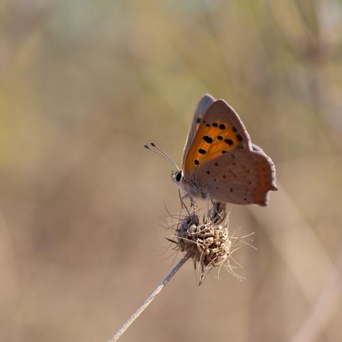 Papillon 