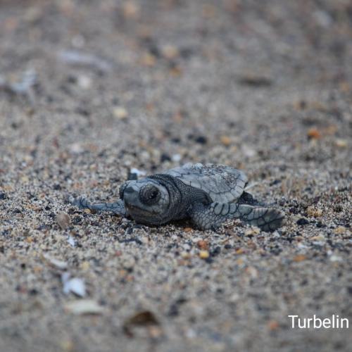 Emergence de tortillons