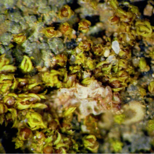 Bryophytes