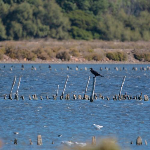  Grand cormoran dans les vieux Salins