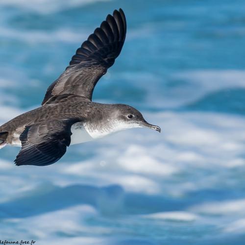 Puffin yelkouan en vol