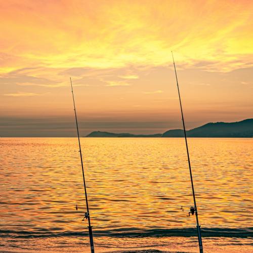 cannes à pêche sur soleil couchant