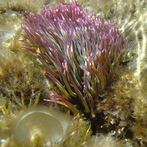 anemone-de-mer-verte_format_512x500.jpg