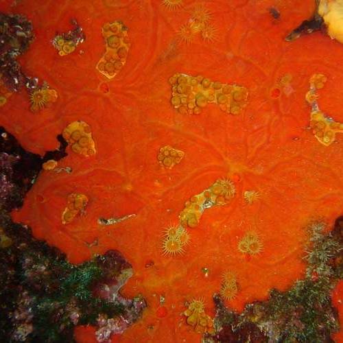 eponge-encroutante-orange-rouge_format_512x500.jpg