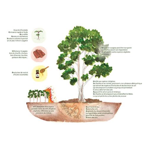 eucalyptus-vignette-synthese.jpg