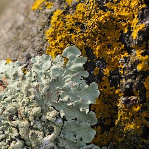 lichens-m-gasquy.jpg