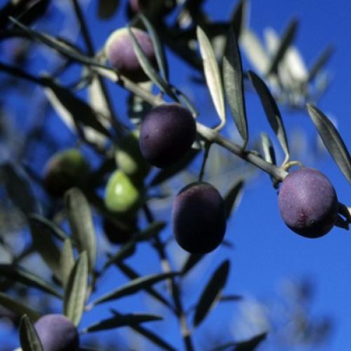 olive.jpg