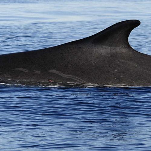 rorqual-commun_format_512x500.jpg