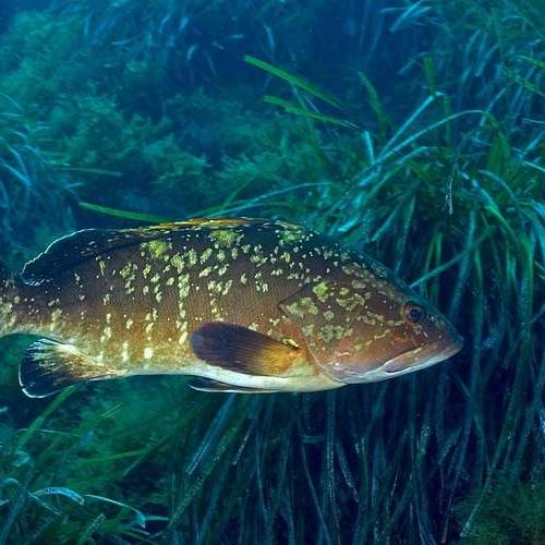 Suivis d'espèces au parc national de Port-Cros (poissons - 2008)