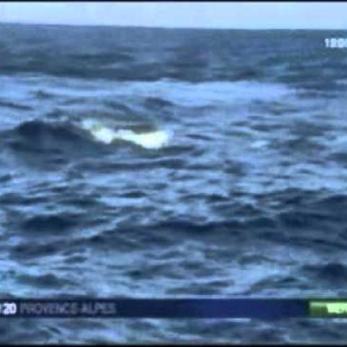 Formation Whale watching en Méditerranée