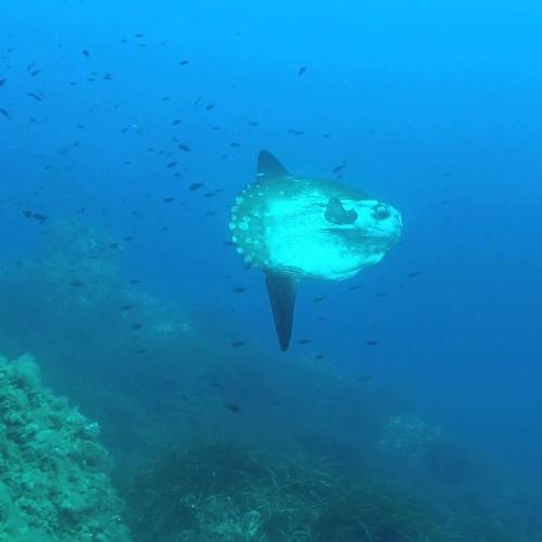 Poisson Lune à Porquerolles